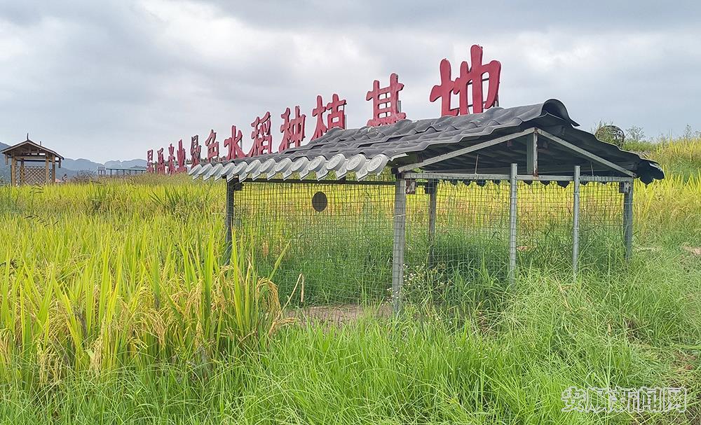 田埂边的鸭舍.jpg