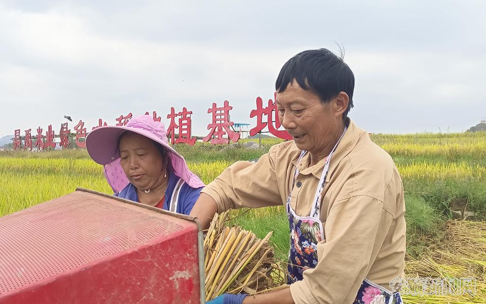 种植大户罗文峰今年收成不错.jpg