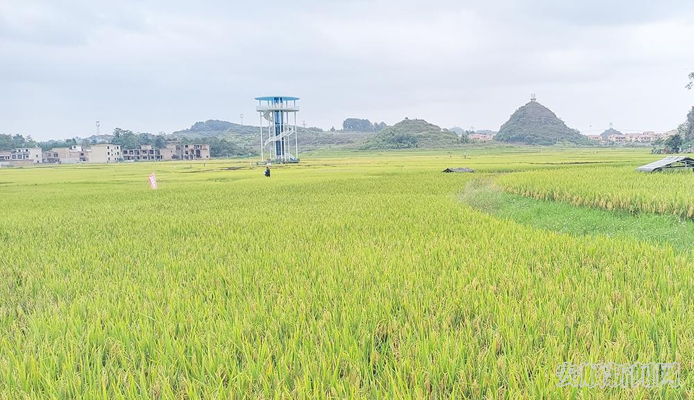 昊禹米业绿色水稻种植基地种植晚稻，预计大规模收割将在国庆节后进行.jpg