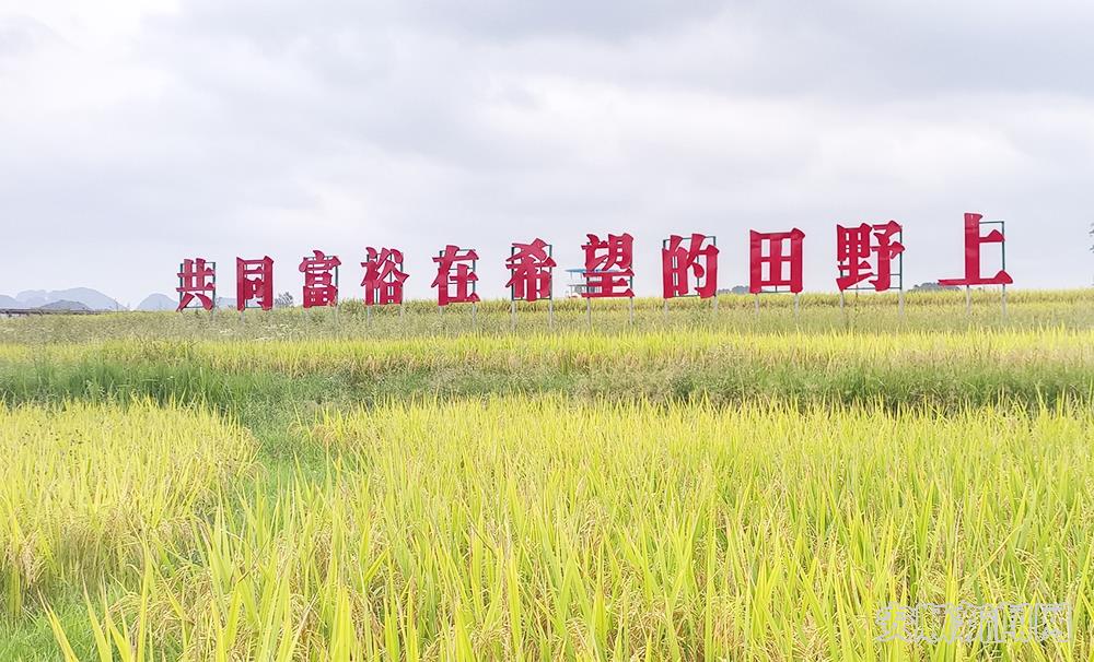 秋风吹拂着稻田，泛起道道金黄的波浪.jpg