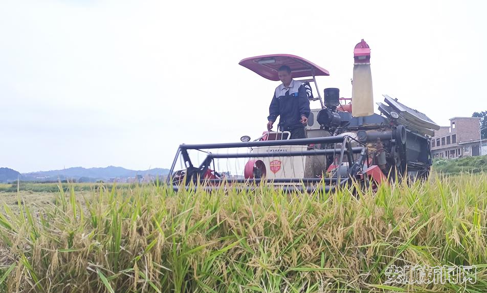 联合收割机在金色的稻田里来回穿梭，收割稻谷.jpg