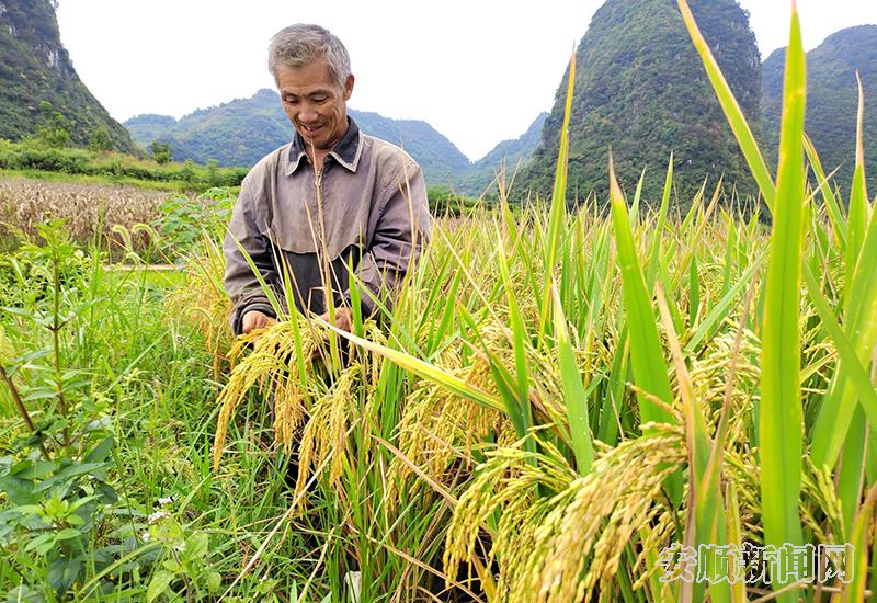 白石岩乡“旱改水”水稻丰收.jpg