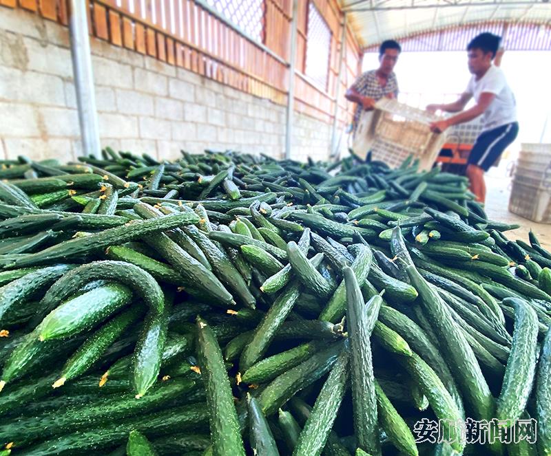 镇宁扁担山坝区黄瓜丰收.jpg