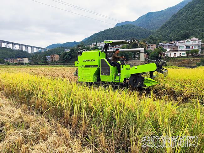 机收水稻.jpg