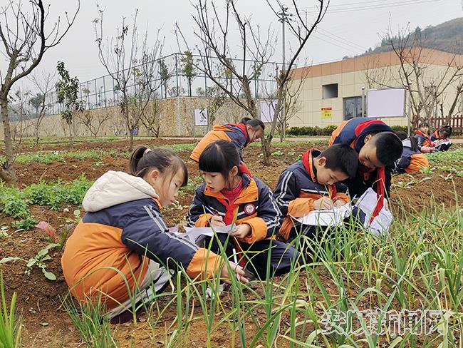 镇宁第四小学农耕社学生正在观察蔬菜长势.jpg