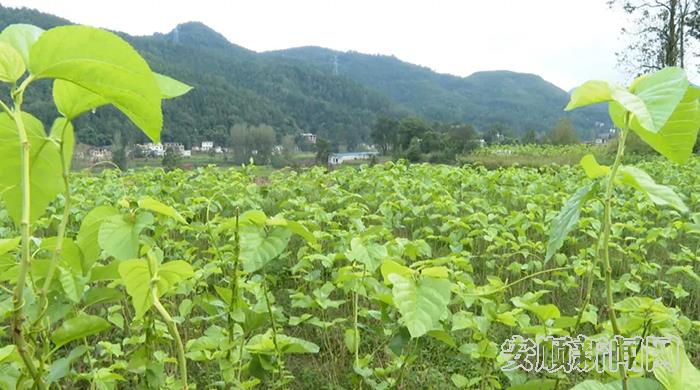 鸡场坡镇大片“田园桑海”.jpg