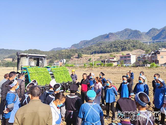 紫云举行油菜毯状苗机械化移栽现场培训会.jpg