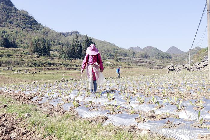 种植户在为莴笋浇灌水肥溶液.jpg