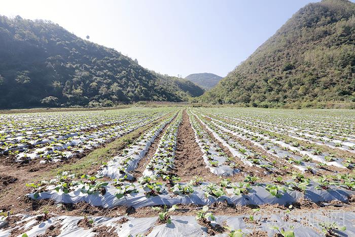 水淹地种上成片的红菜苔.jpg