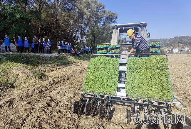 紫云举行油菜毯状苗机械化移栽现场培训会1.jpg