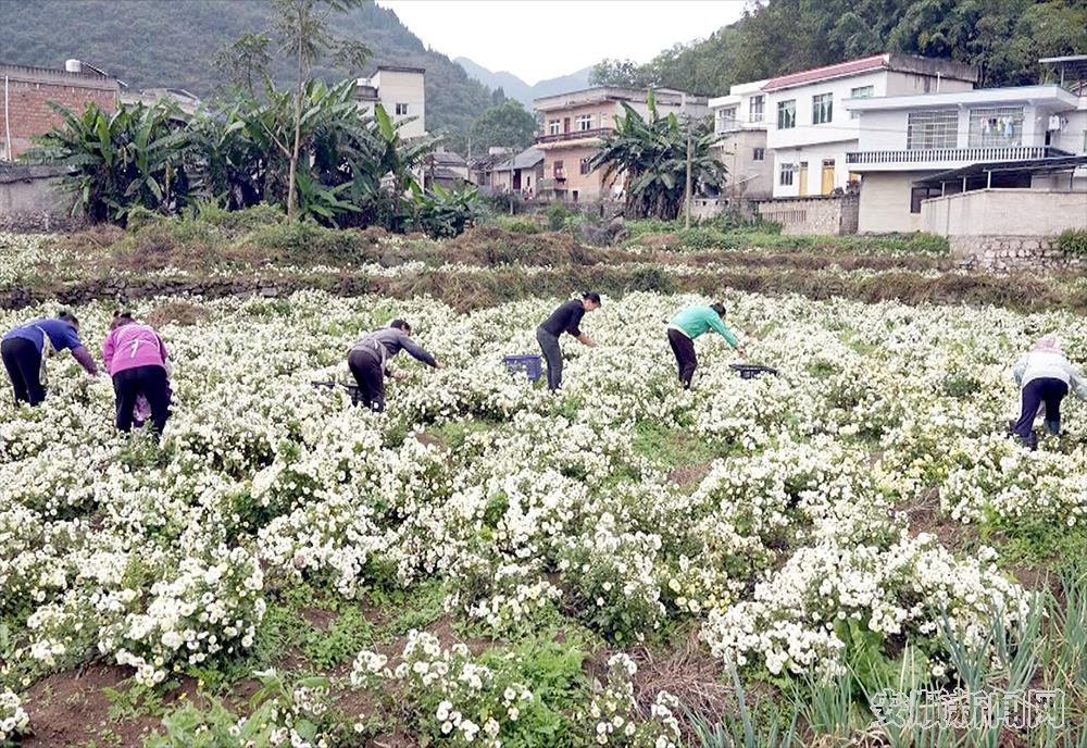 当地农户正在采收杭白菊1.png