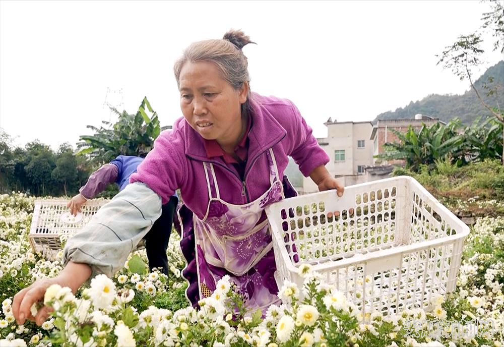 当地农户正在采收杭白菊.png