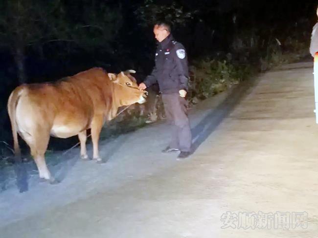 耕牛走失，紫云警方夜寻三小时找回.jpg