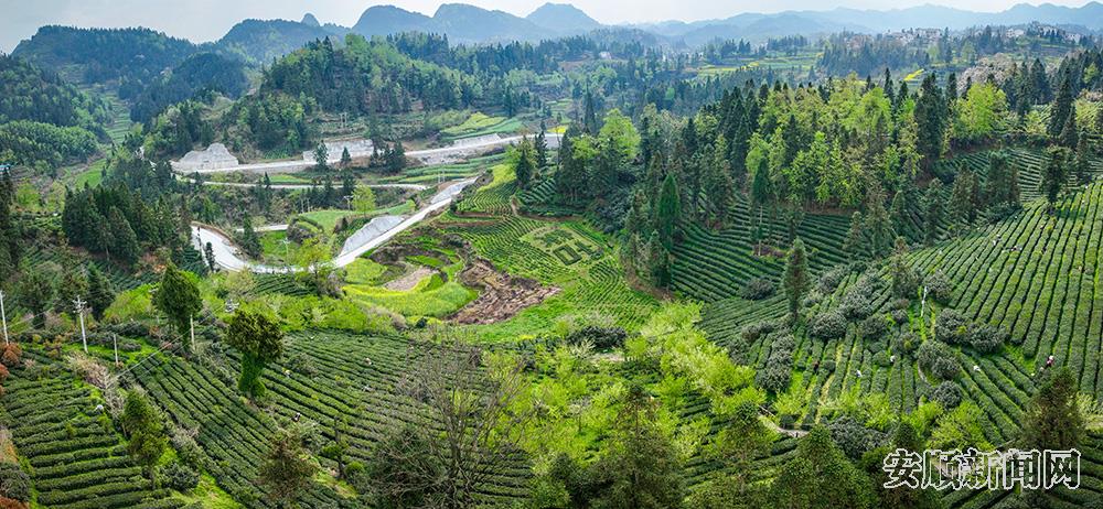 贵州哚贝古茶开发有限公司化处镇朵贝村茶叶基地 国应武 摄.jpg