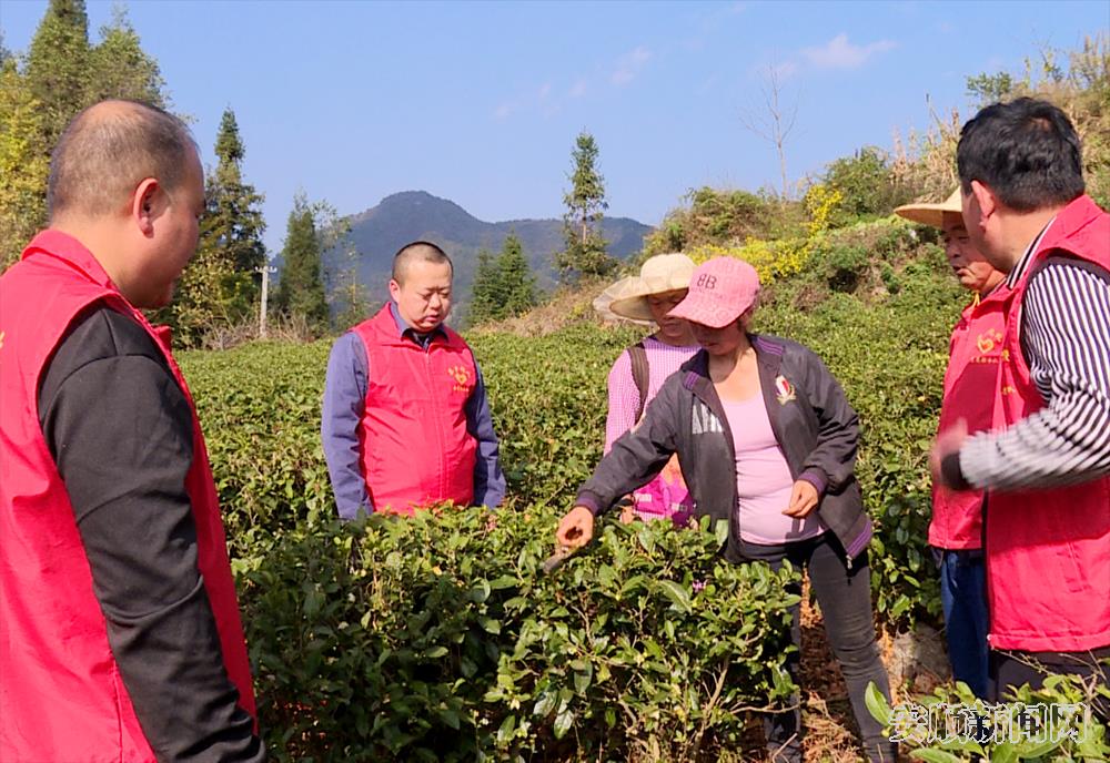 “第一书记服务团”跟随农技专家讲解冬季茶园种植管护.png