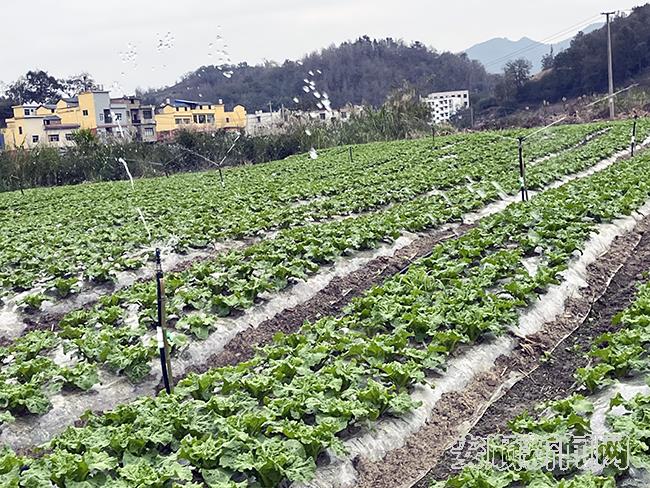 火花镇：“稻菜”轮种助农增收1.jpg