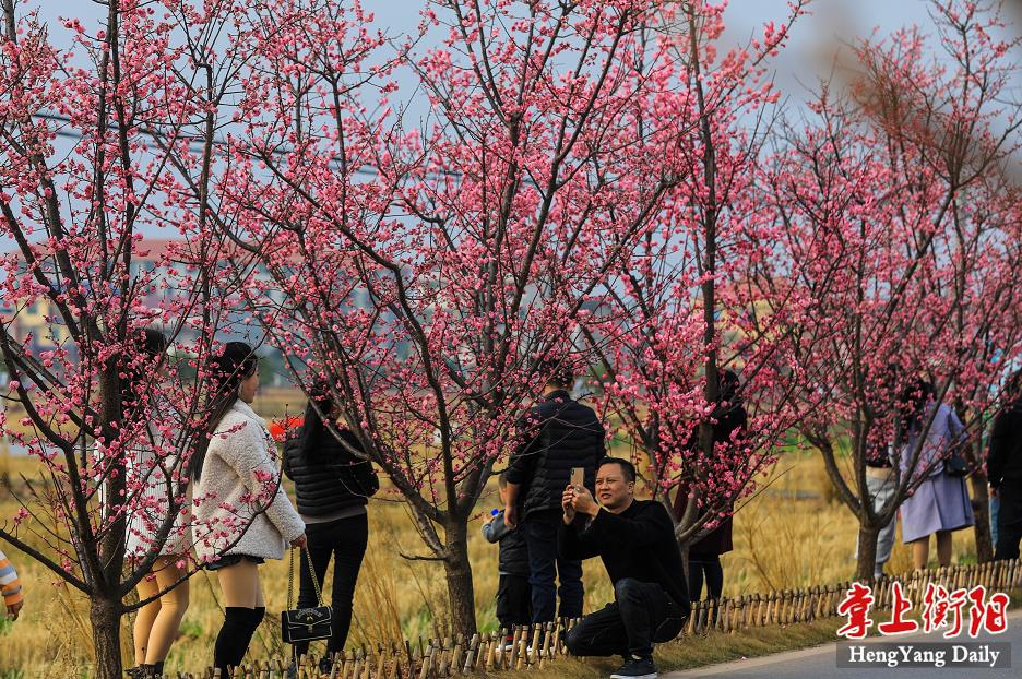 衡阳县西渡镇梅花村村道两旁的梅花陆续开放,粉红色的花朵在枝头上