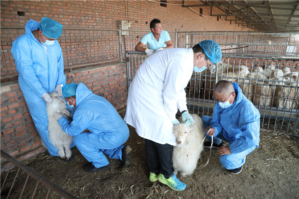 为有效提高白绒山羊绒肉产量,改善绒山羊肉品质,增加白绒山羊生产效益